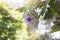 Purple Petrea volubilis or Wreath Sandpaper Vine flower bloom on blur nature background.