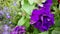 Purple pettle flowers