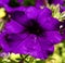 A Purple Petunia