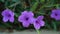 Purple petunia beautiful blooming flower green leaf background