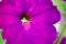 Purple petunia bloom flower garden closeup