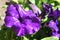 Purple petunia blooms in the garden in the summer. dark blue cluster of purple petunias hanging on tree close up