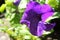 Purple petunia blooms in the garden in the summer. dark blue cluster of purple petunias hanging on tree close up