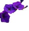 Purple petunia edge isolated.