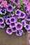 Purple petunia floral beauty