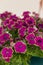 Purple petunia flower