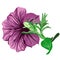 Purple petunia flower on a branch. vector botanical illustration