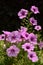 Purple Petunia Flowers