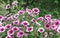 Purple petunia flowers are annual garden or balcony ornamental plants