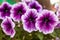 Purple petunia flowers in green house plantation