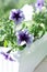 Purple petunia flowers in a pot on the window.Petunias decorating window.