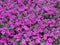 Purple Petunia Garden Background in Summer
