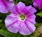 The Purple Petunia Grandiflora To Close-Up