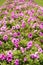 Purple petunia hybrida flower