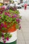 Purple petunia in a metal barrel on the street