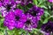 Purple Petunia - Surfinia Flowers with White speckles Looking like a Galaxy in the garden