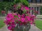 Purple petunias