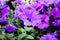 Purple petunias