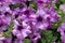 Purple petunias