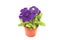 Purple petunias