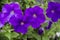 A purple petunias. Beautiful close up of a purple wild petunia. Very beautiful bright, colorful, blooming petunias with green