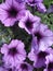 Purple petunias close-up