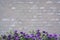 Purple petunias on grey washed brick wall background