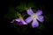 Purple Phacelia Bipinnatifida Wildflower - Cumberland Gap National Historical Park - Kentucky