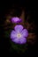 Purple Phacelia Bipinnatifida Wildflower - Cumberland Gap National Historical Park - Kentucky