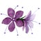 Purple phacelia floral botanical flower. Watercolor background illustration set. Isolated phacelia illustration element.