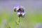 Purple Phacelia flower bloomed