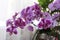 Purple Phalaenopsis cultivars Sogo Yukidian