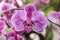 Purple Phalaenopsis cultivars Sogo Yukidian