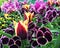 Purple Phalaenopsis Fire Tulip