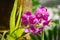 Purple Phalaenopsis moth orchid plant blooming in a hothouse