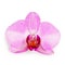 Purple phalaenopsis orchid