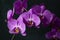 Purple phalaenopsis orchid branch close-up on a dark background