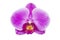 Purple Phalaenopsis orchid flower isolated on a white background, clipping path, no shadows. Orchid flower isolate on a white back