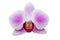 Purple phalaenopsis orchid flower isolated on white with clipping path, no shadows