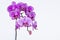 Purple Phalaenopsis Orchids