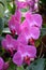 Purple Phalenopsis orchid blooming, with many blooms