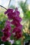 Purple Phalenopsis orchid in botanical garden
