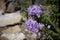 Purple phlox blooming