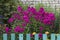 Purple phlox in front garden behind a fence in a Russian village