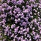 purple phlox subulata flowers background