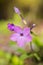 Purple Phlox Wildflower in Smoky Mountains Tennessee Vertical
