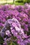 Purple phloxes