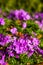 Purple phloxes in autumn.