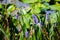 Purple Pickerelweed Flowers by a Lily Pond