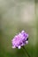 Purple Pincushion Flower